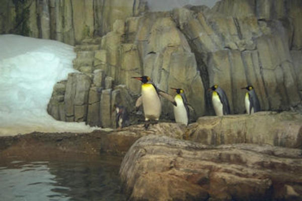 Montreal Penguins