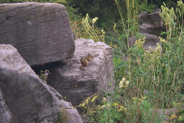 Montreal Botanical Gardens