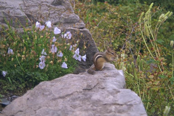 Montreal Botanical Gardens