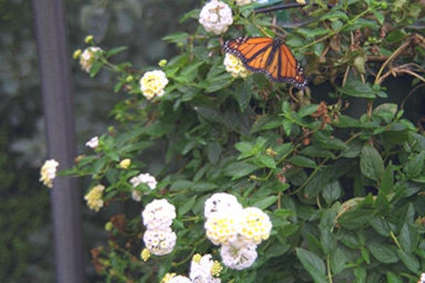 Butterfly Garden