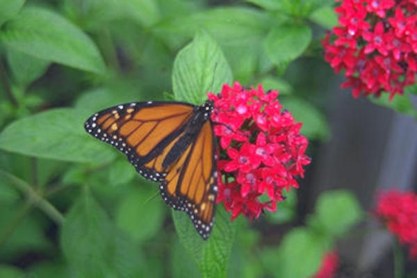Butterfly Garden