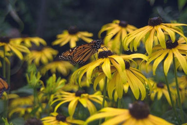 Butterfly Garden