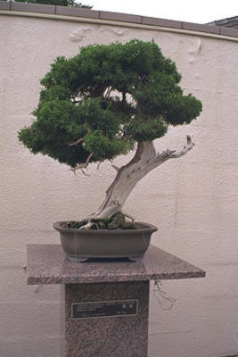 Bonsai at Botanical Garden