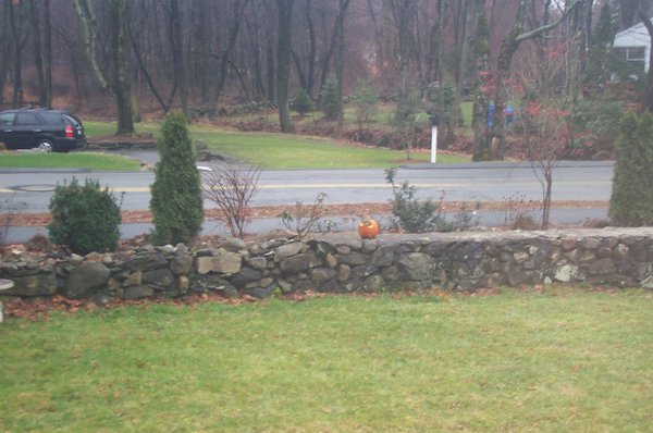 Squirrel in Pumpkin (12-11-2004 08:58)