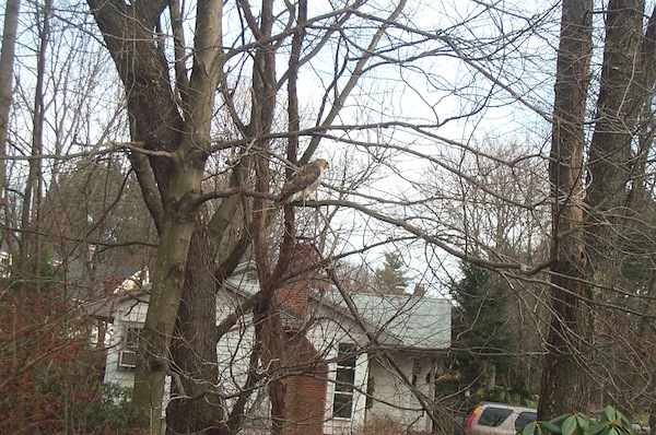 Hawk (12-19-2004 13:42)