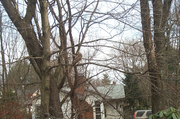 Hawk (12-19-2004 13:42)