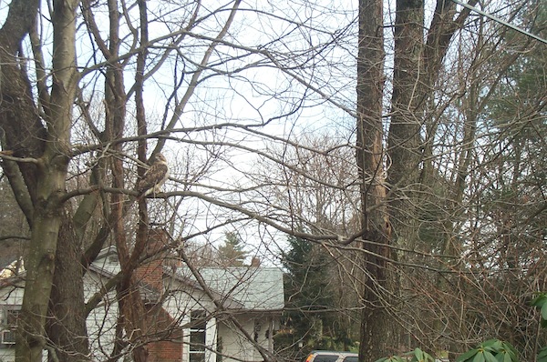 Hawk (12-19-2004 13:42)