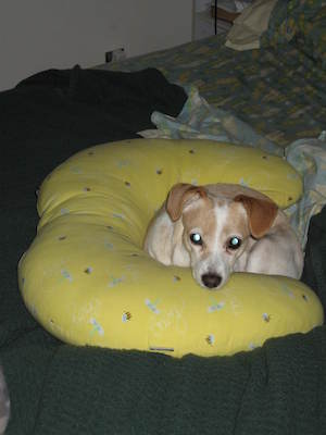 Emily resting in Boppy (09-26-2005 09:07)